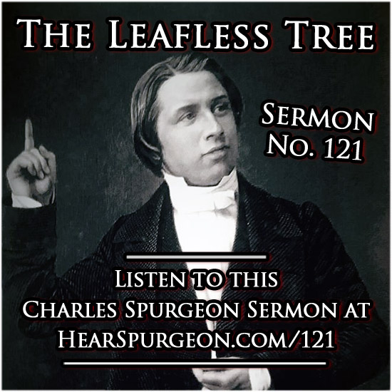 121. The Leafless Tree — Isaiah 613 Hear Spurgeon
